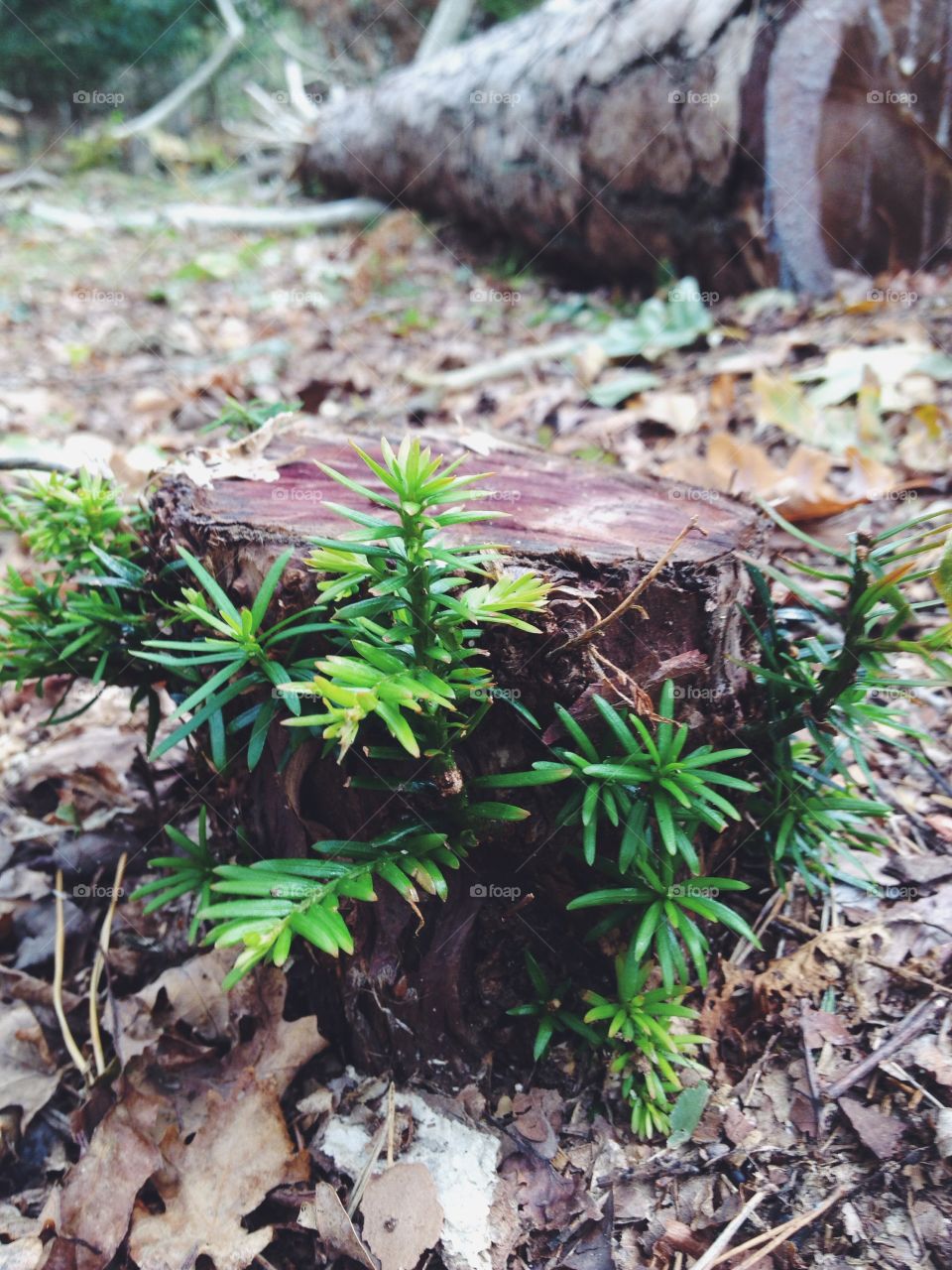 Close-up of forest floor