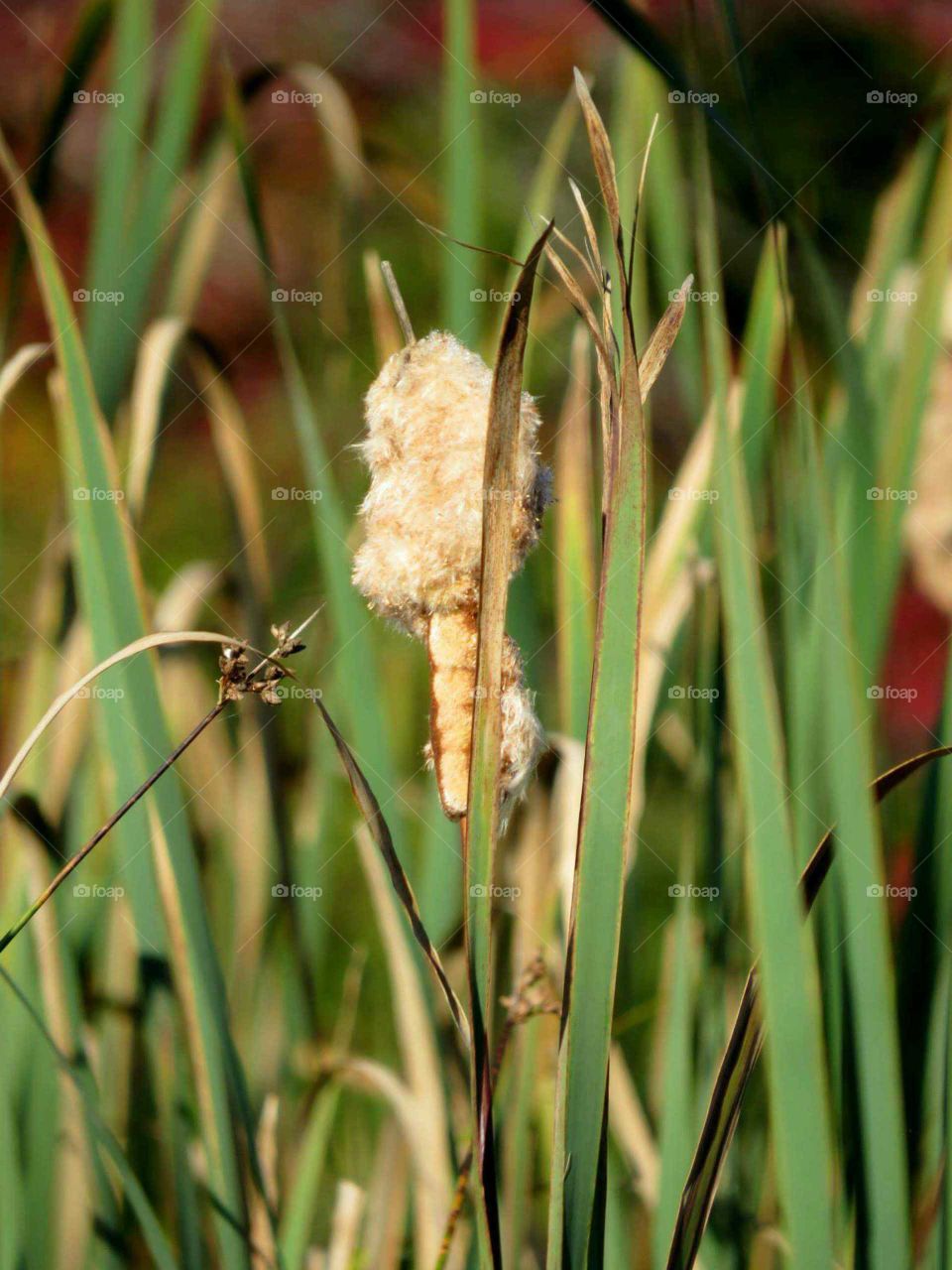 Cattails from kayak