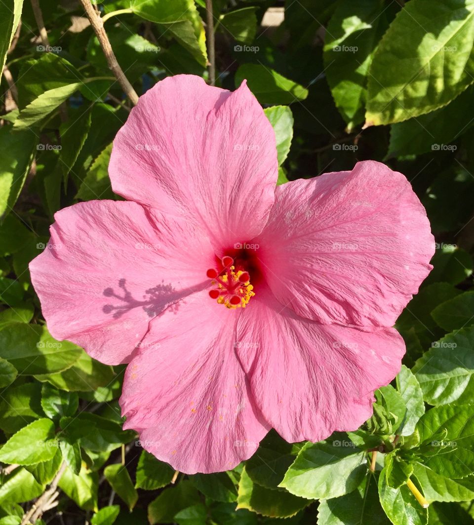 Hawaiian Flower