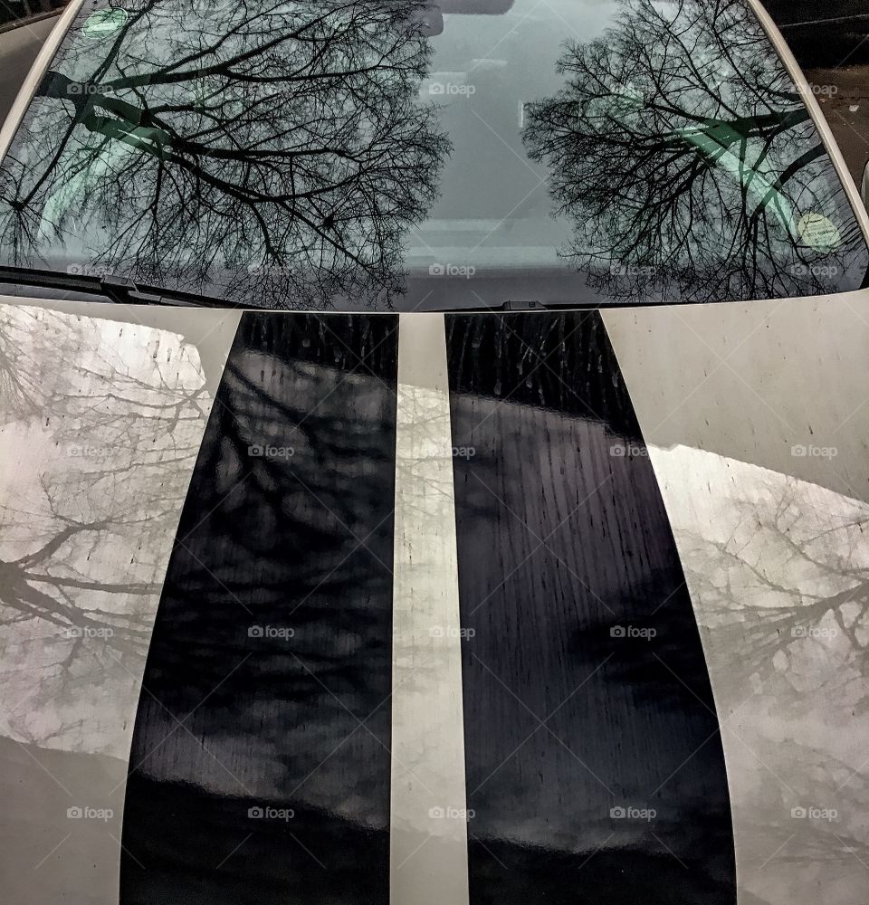 Trees reflecting on car