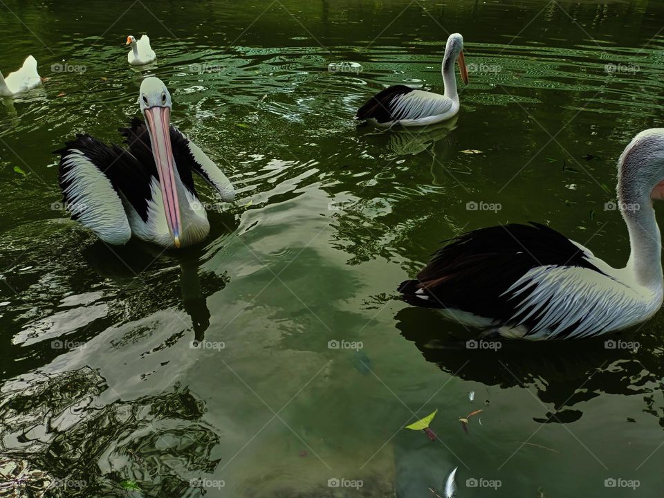 The great white pelican (Pelecanus onocrotalus) aka the eastern white pelican, rosy pelican or white pelican. A group of pelicans finding and waiting for food from visitors in the zoo.