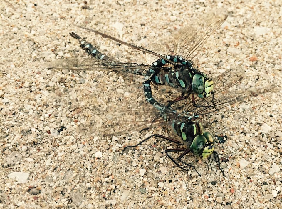 These two dragon flies were spotted mating right on gravel at the dog park... Love the colors on them 😍
