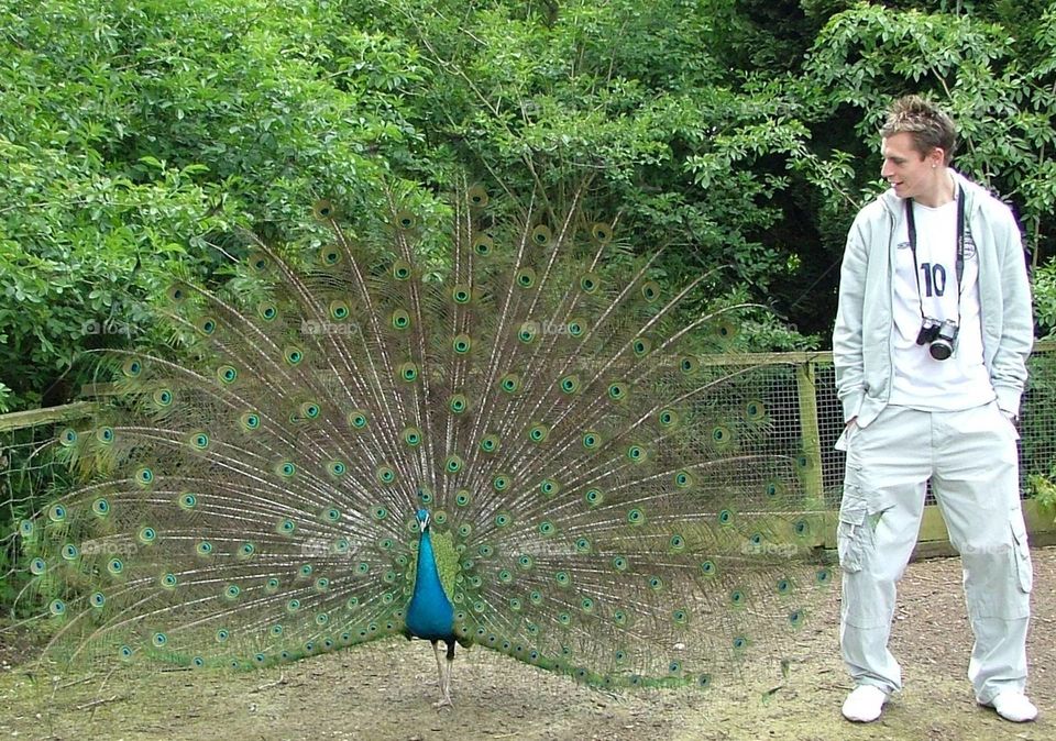 Youth and peacock 