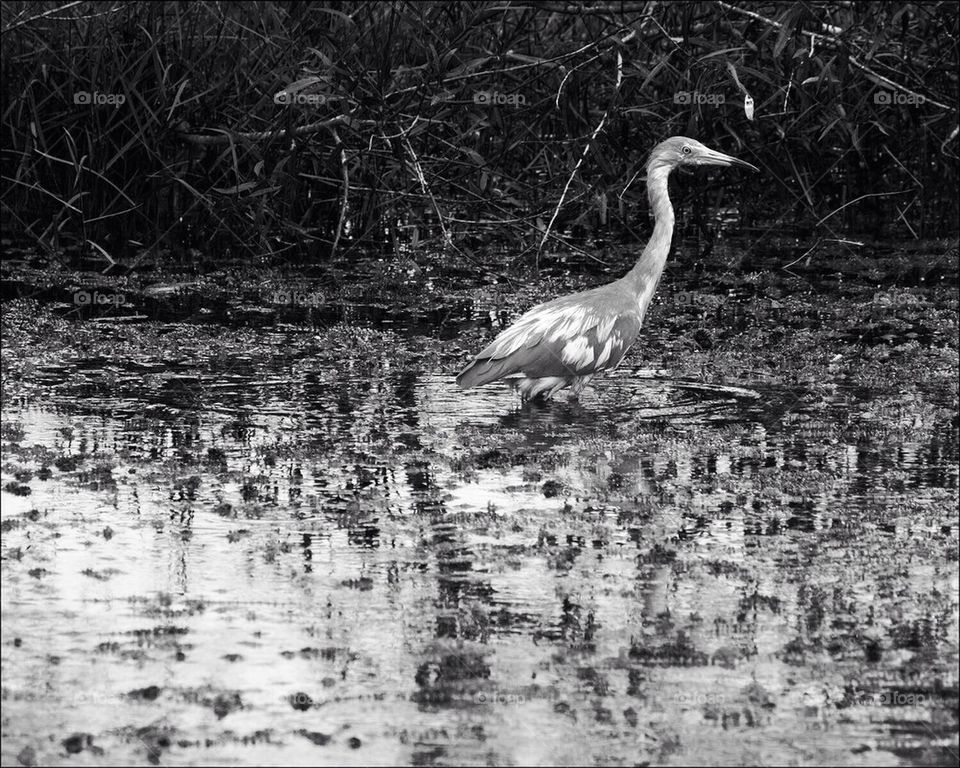 Heron