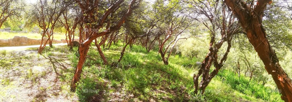 Árboles de molle. Cusco-Perú