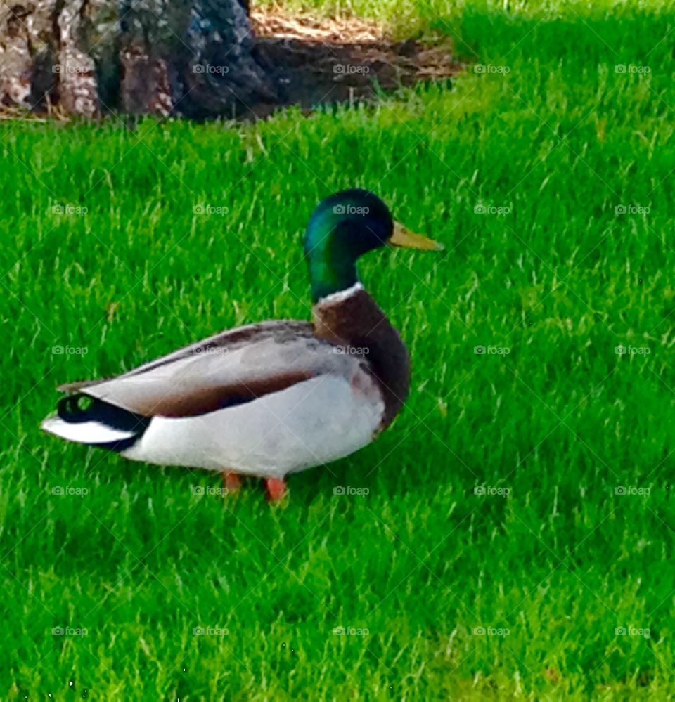 Male duck walking. Mallard duck walking in grass