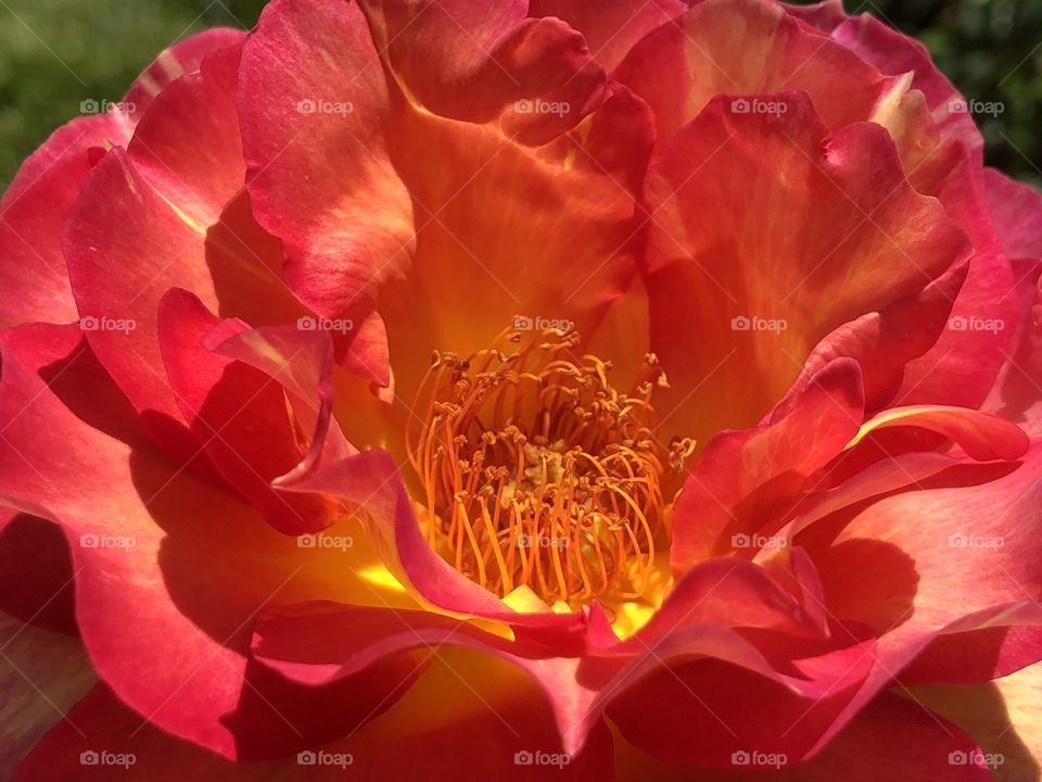 A beautiful orange rose