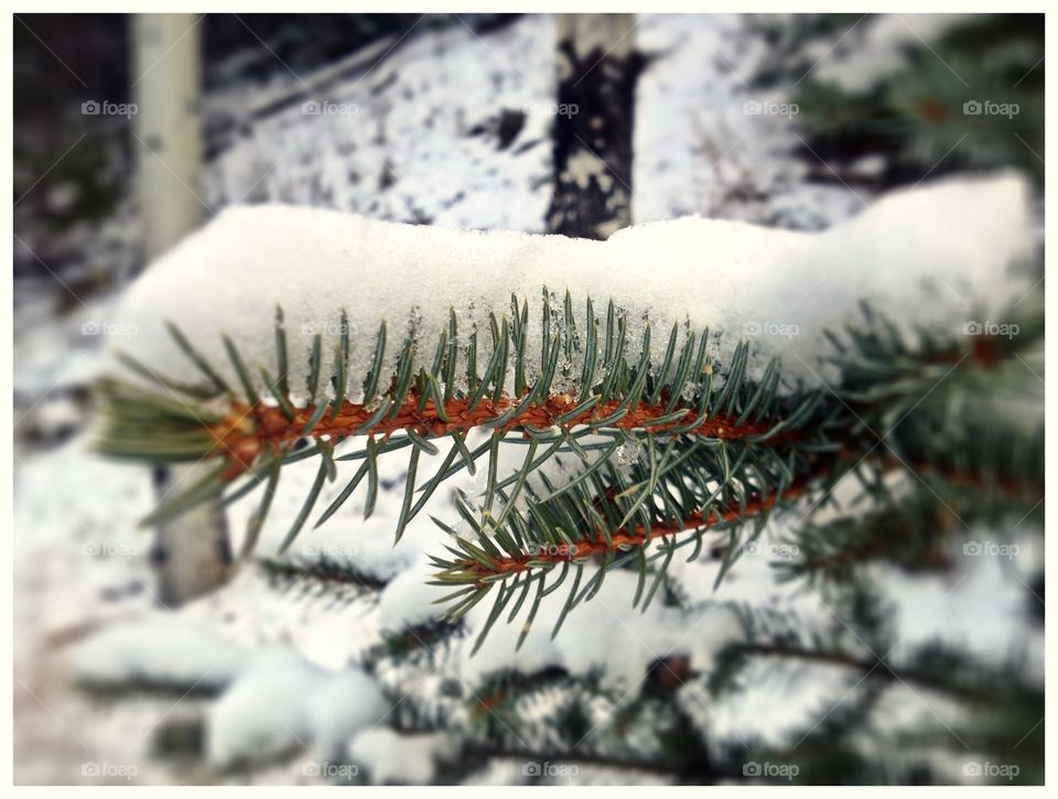 Needles with Powder. Snow covering a branch of pine tree