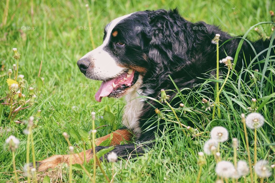 Bernese Mountain Dog