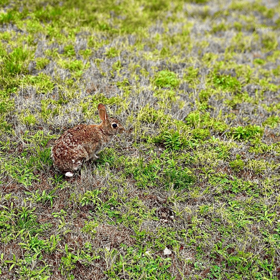 Bunny on patchy grass, Cape Cod, MA