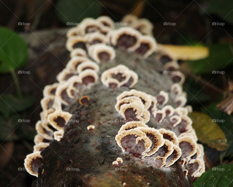 Fungi on a Tree Trunk