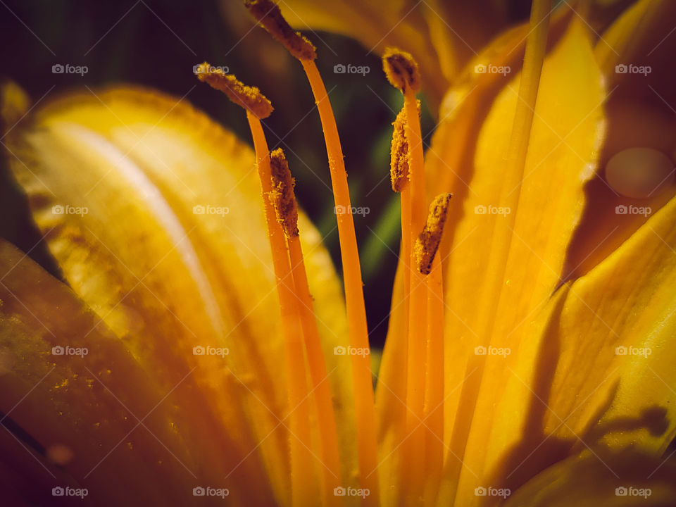 Close up of a beautiful yellow gold day liliy