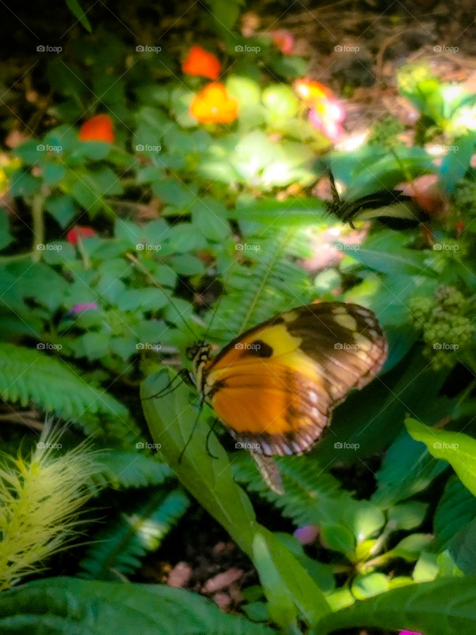 butterfly