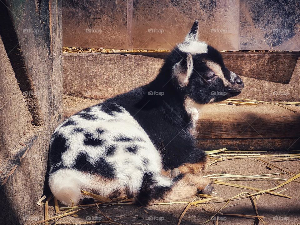 Little goat enjoys the sunshine