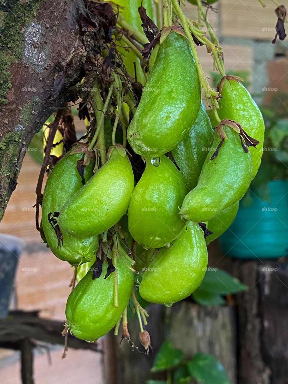 The bilimbi originates from Southeast Asia and was introduced to Brazil from the Amazon through Cayenne, in French Guiana. Hence the name cayenne lemon.