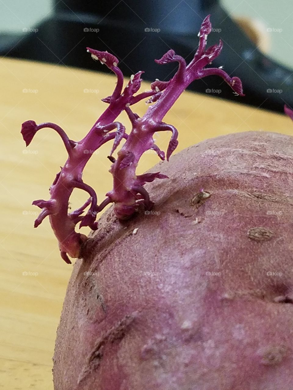 Sweet Potato sprout