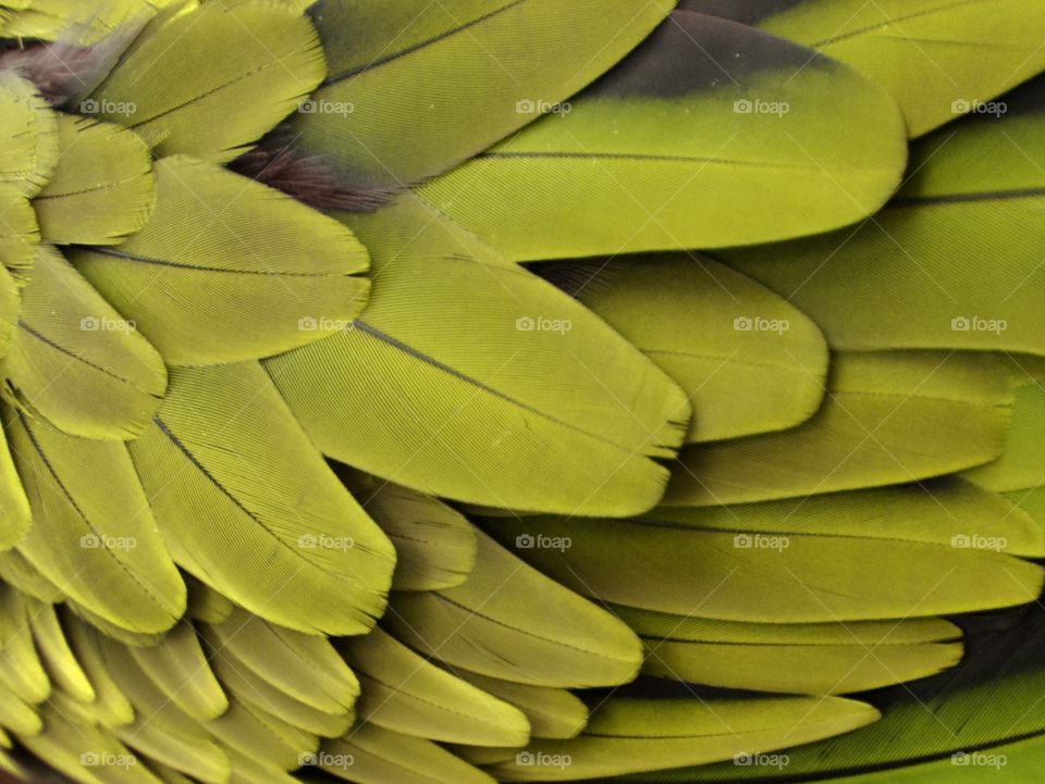 Yellow Feathers 