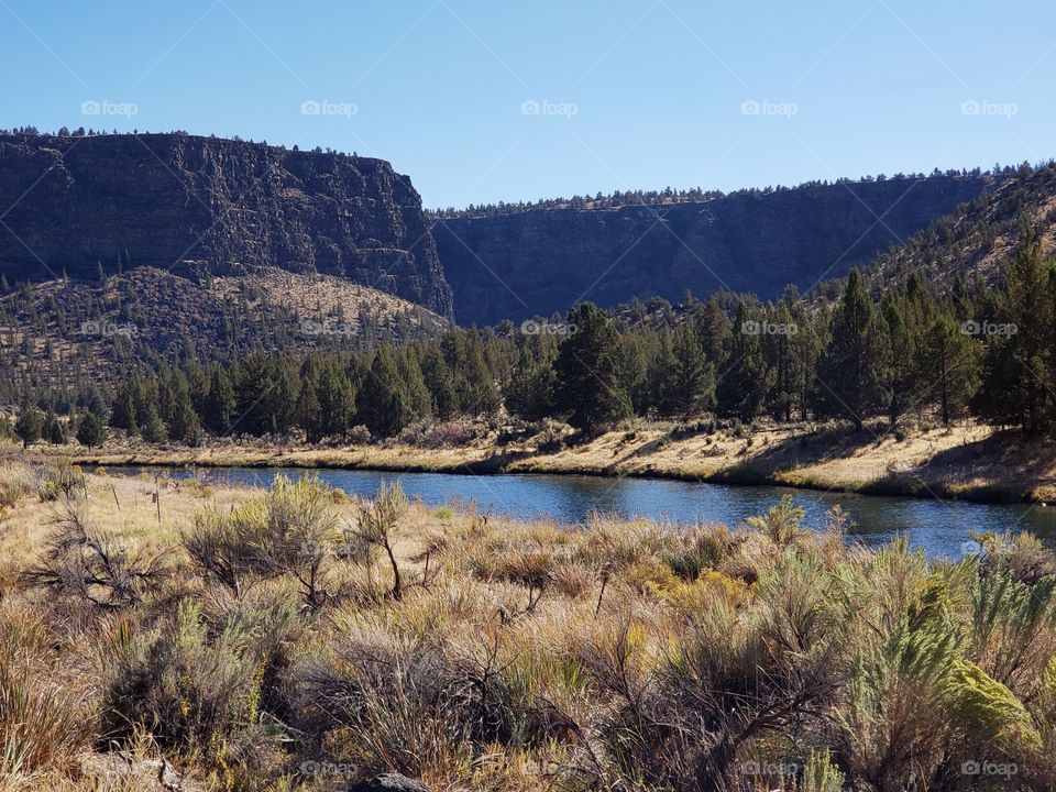 Rabbitbrush an a juniper tree along the banks of the Crooked River in Central Oregon.