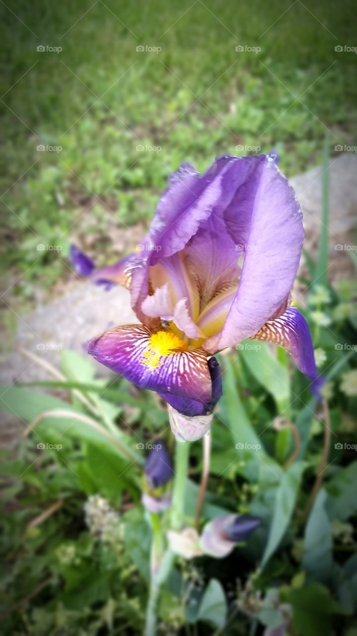 Iris in Bloom