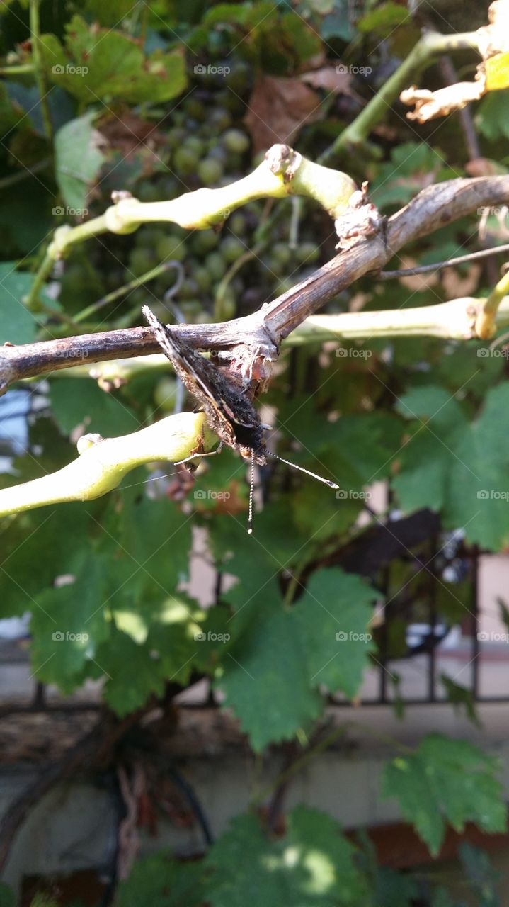 butterfly up close 2