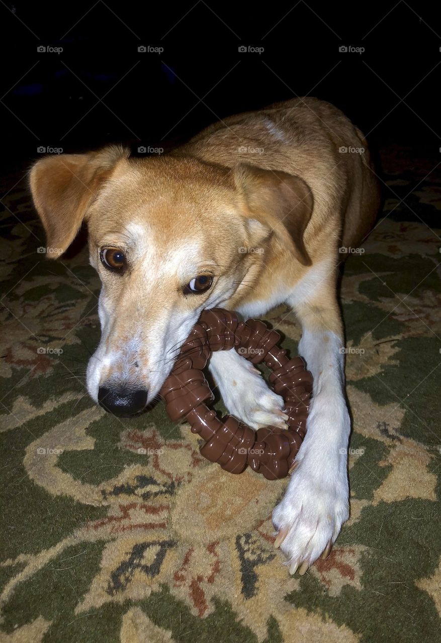 Mixed breed brown and white dog holding chew toy in front paws indoors 