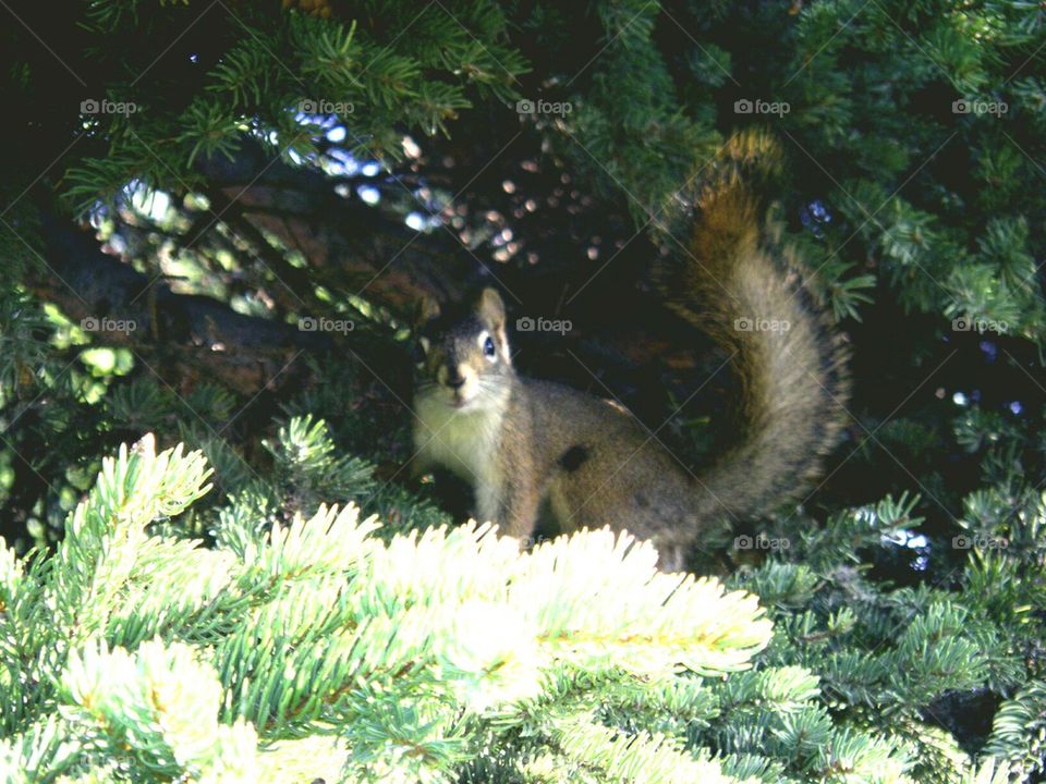 squirrel on the tree