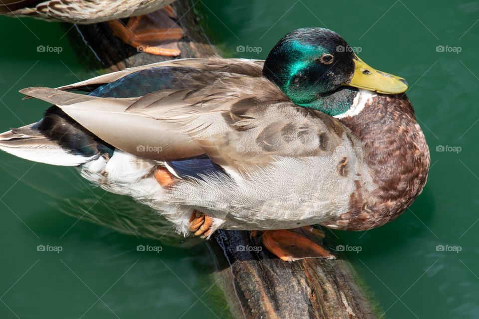 Green mallard drake