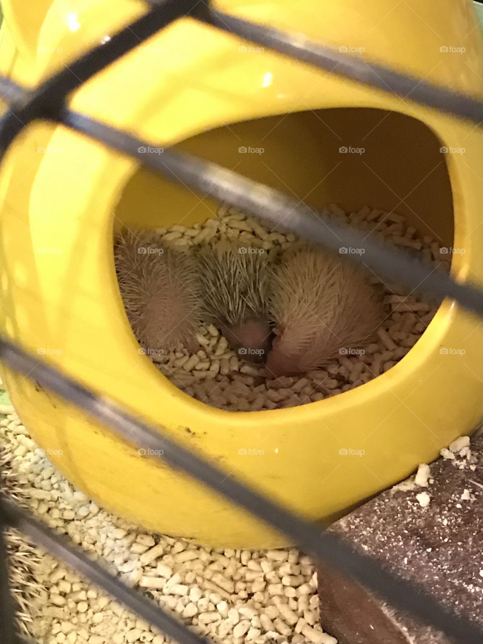 What do you sees? Hedgehog babies