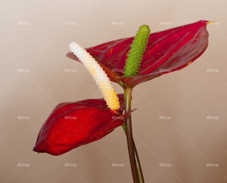 Flamingo flower