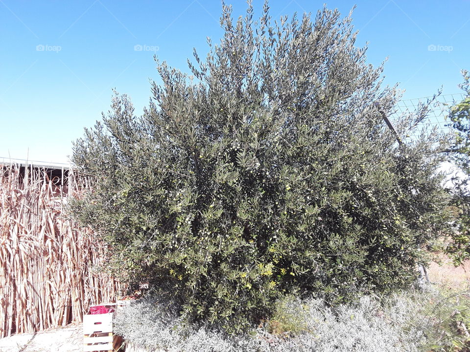 Olive tree