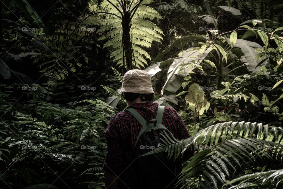 Into the forest, a morning walk inside the green forest