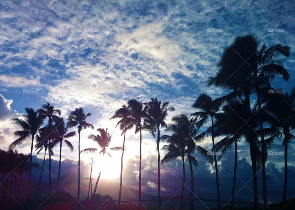 Palm Trees in Sunset
