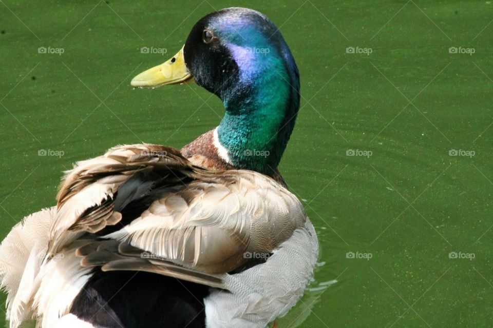 mallard