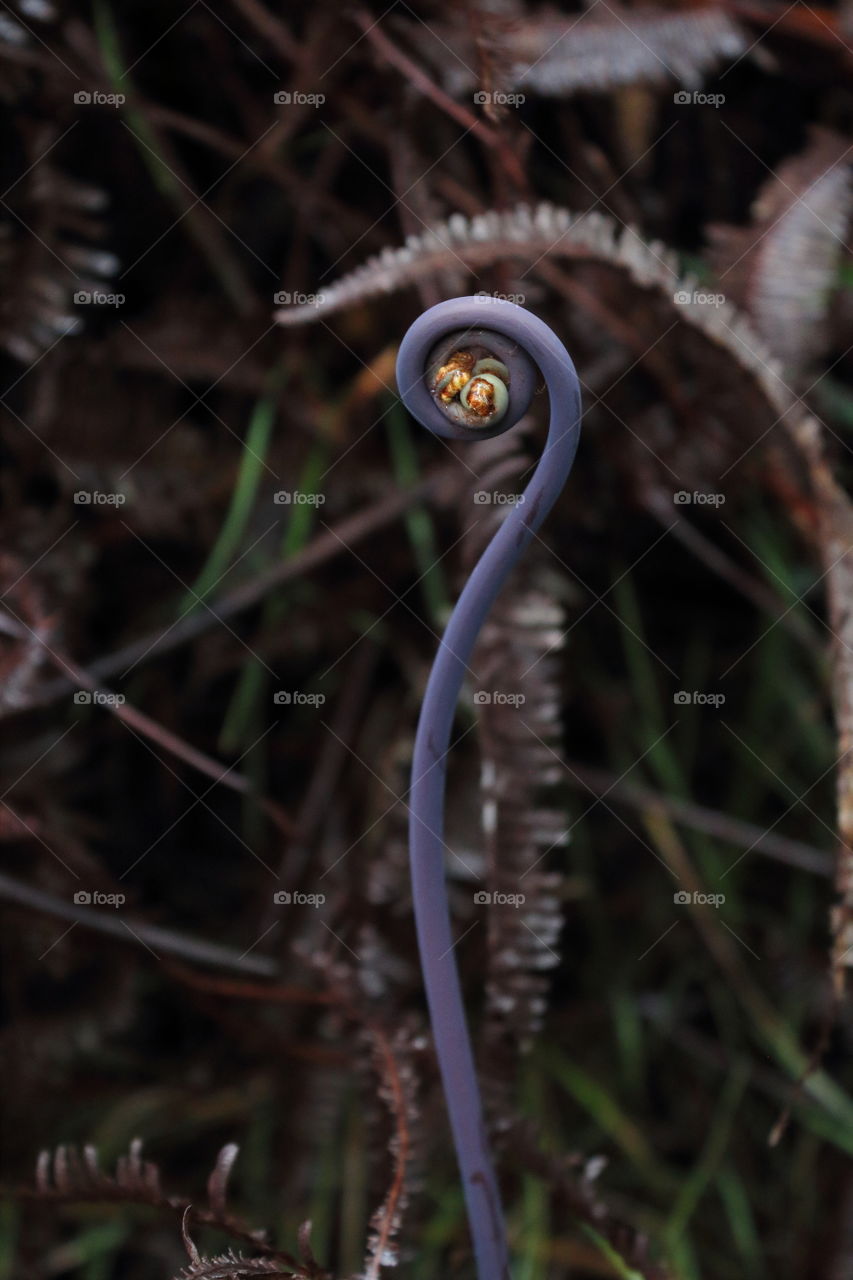 coiled purple fern