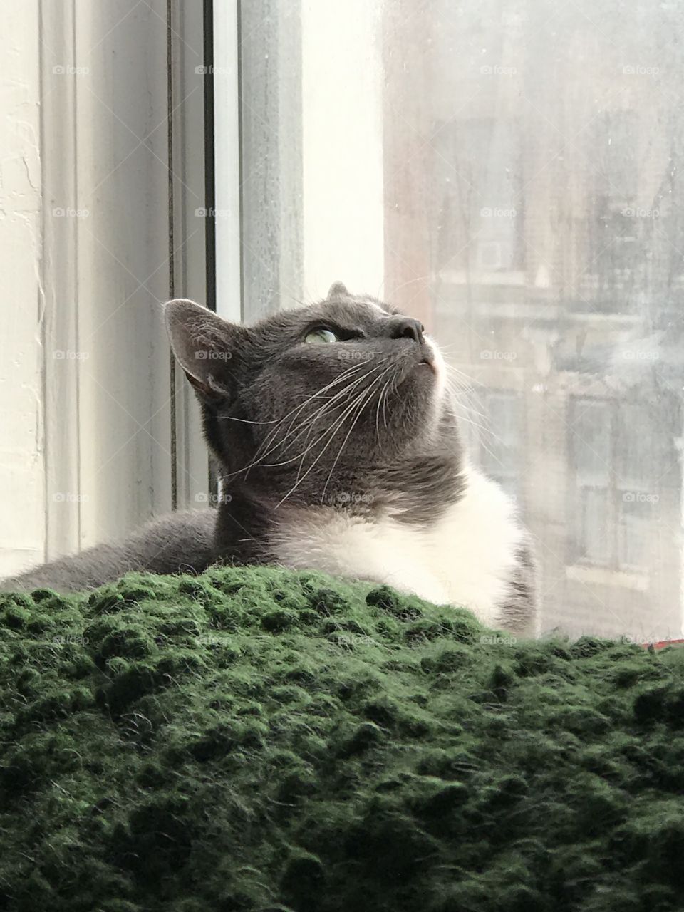 Staring cat in window