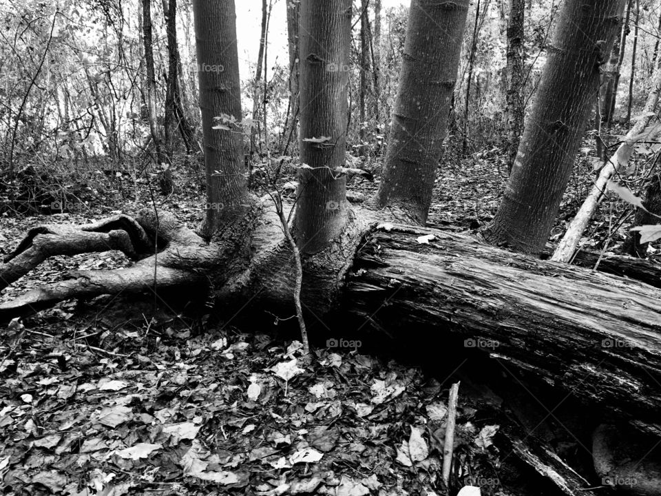 Tree mutation at Yates Mill Park