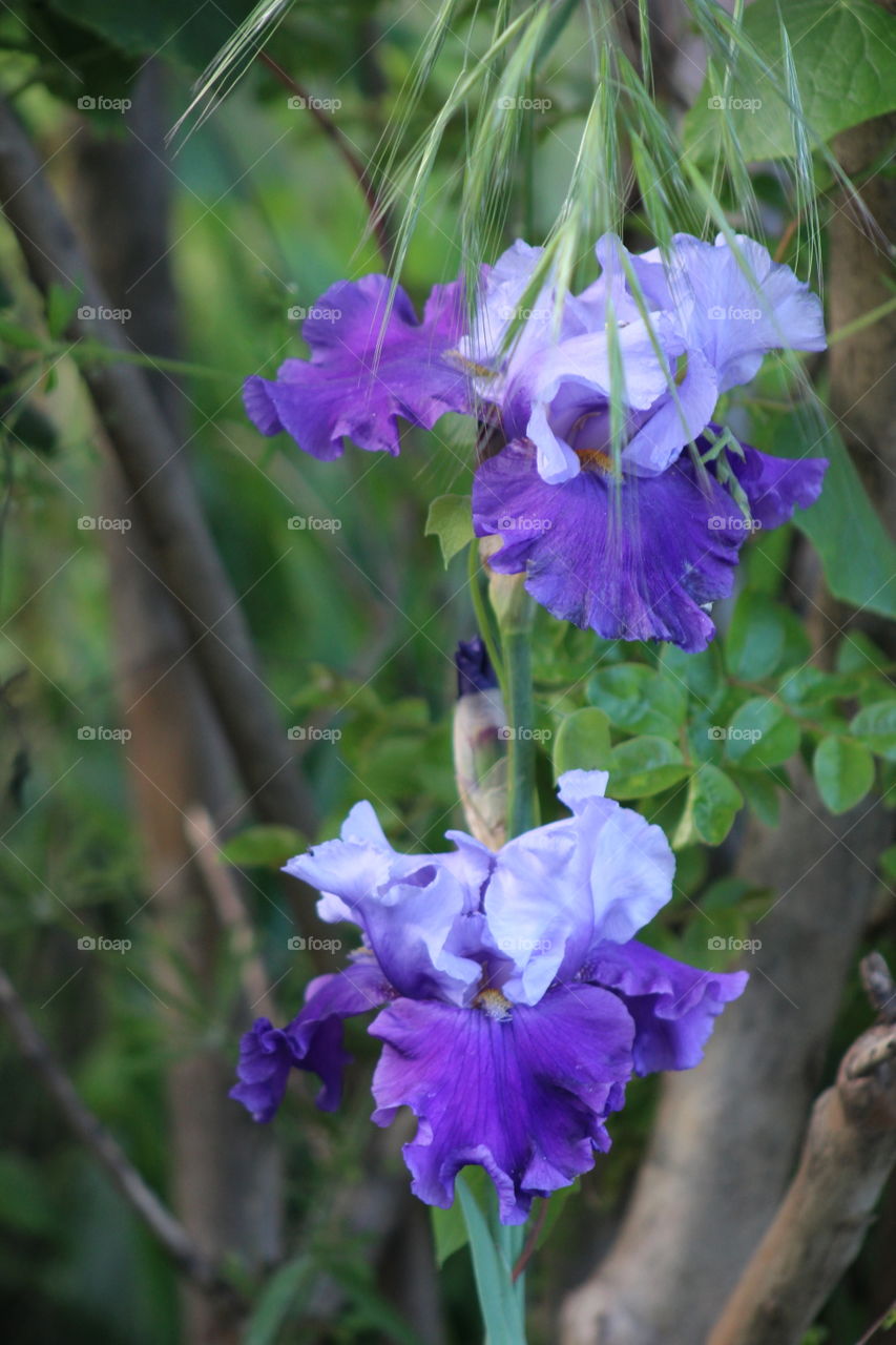 Two-tone purple iris 
