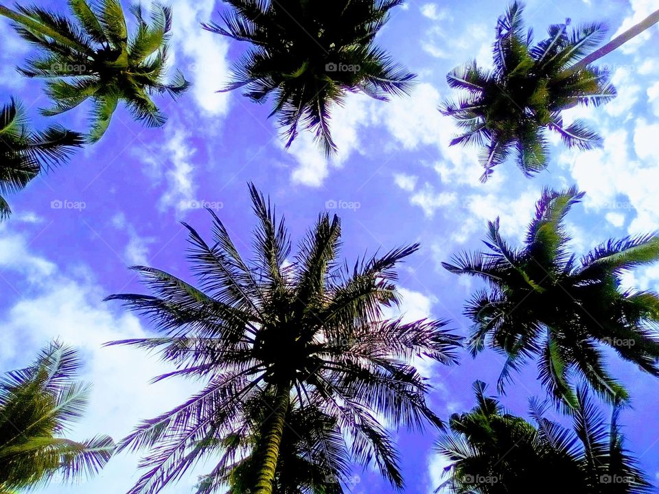 Who says it's not nice in the farm? Captured this photo from our relative's farm. These are towering coconut trees!