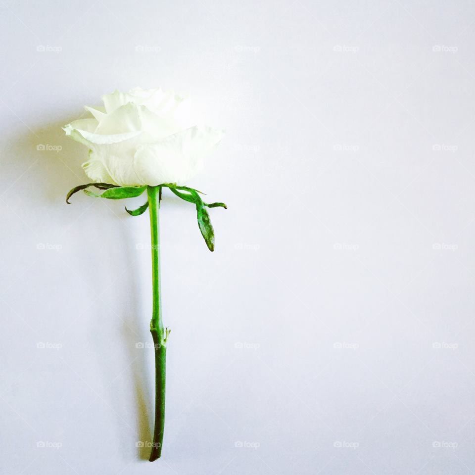 White Rose on White