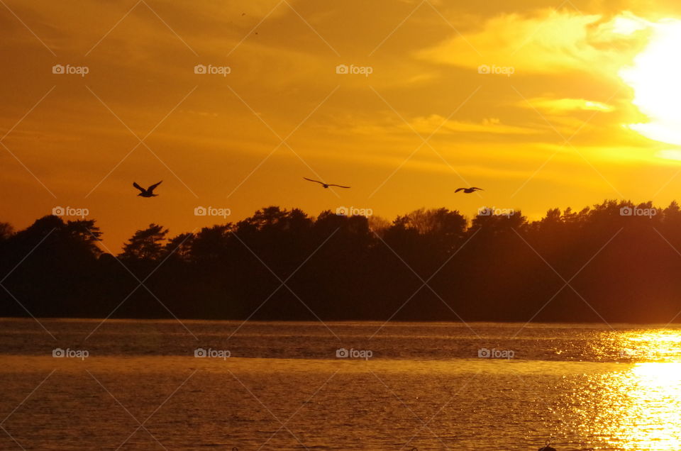 3 seagulls in sunset