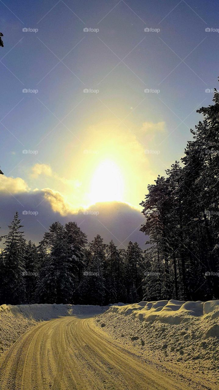 beautiful day in the forest