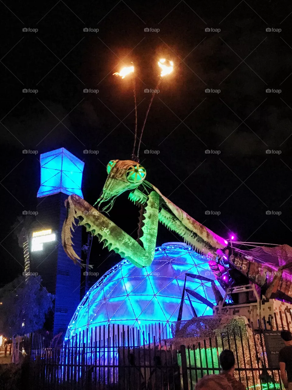 Mantis