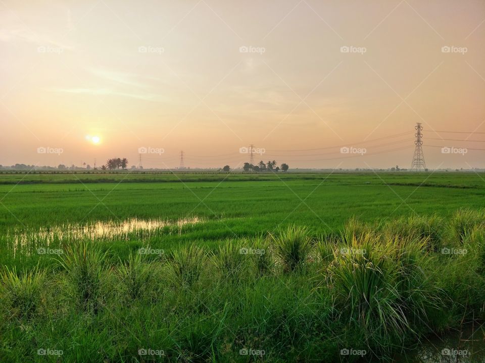 Rice fields in the morning, the feeling of warmth.