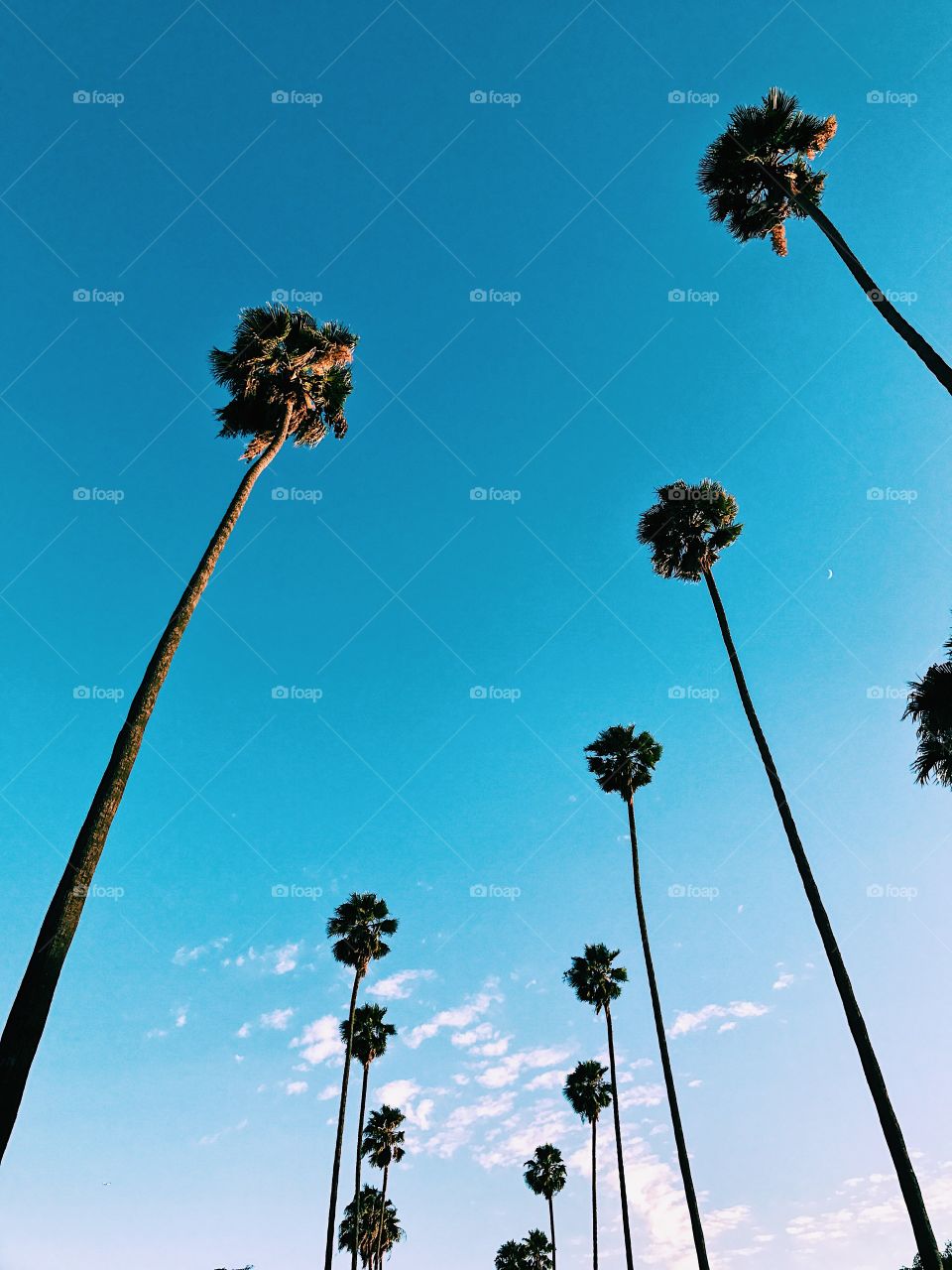 Summer Palms