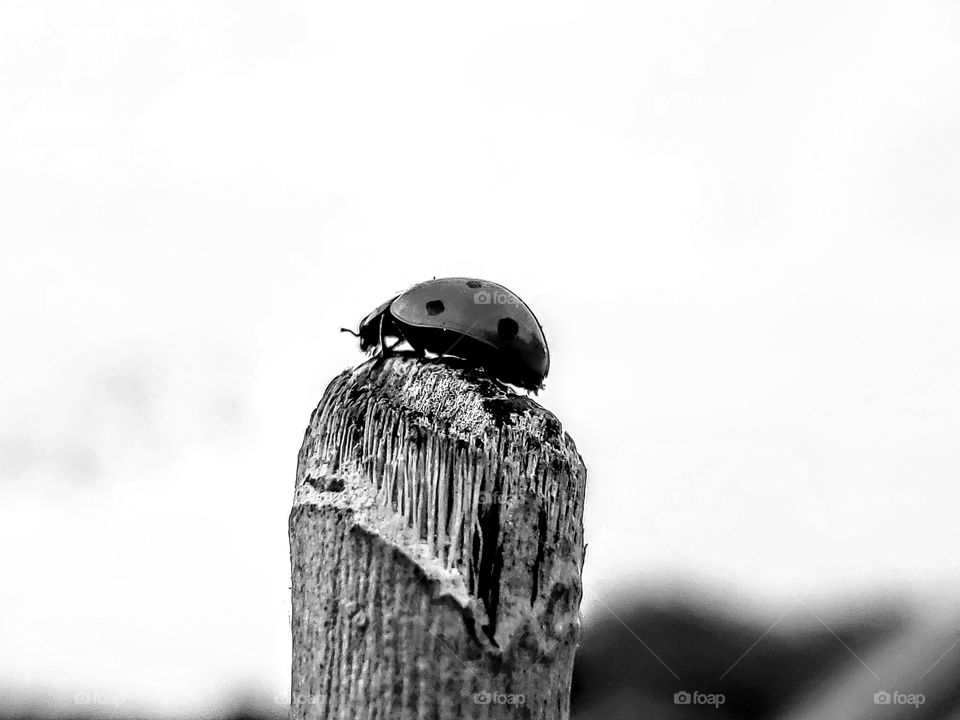 Black and white minimalist photo of a single ladybug on the tip of an old dry broken morninga tree trunk stem.