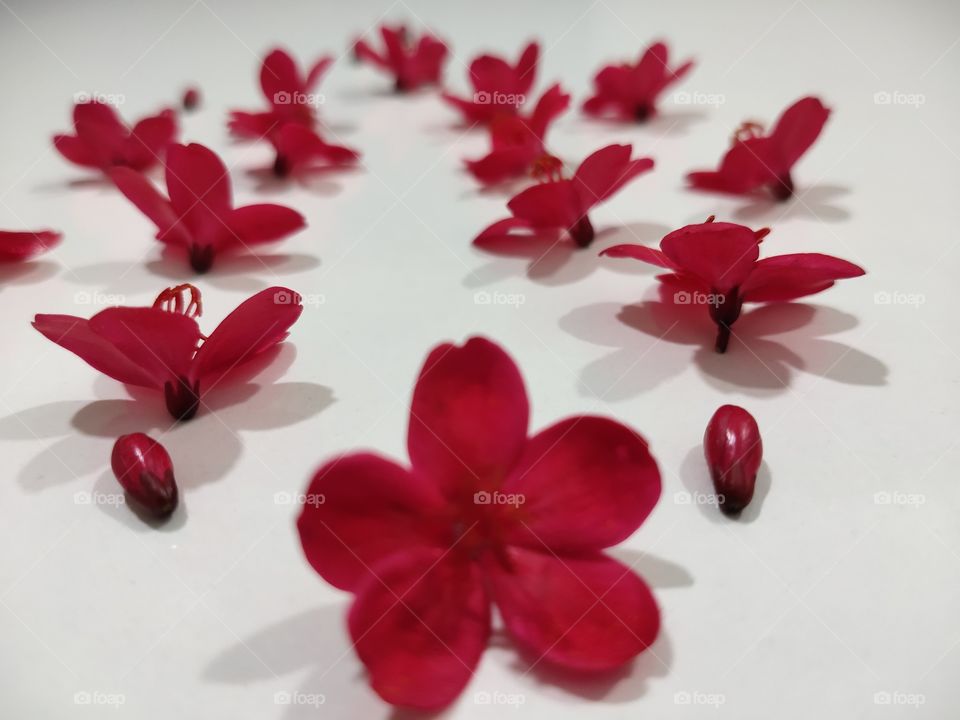 Flowers shadows completed it's looks with more elegant