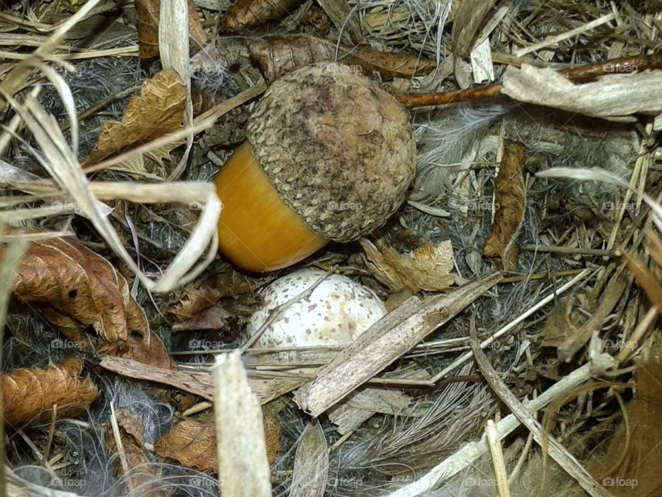 The nest of a small bird. Nature.