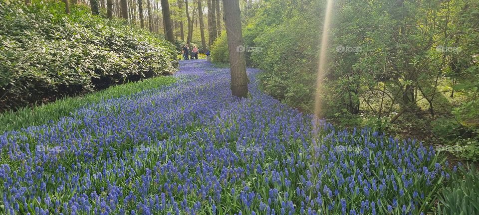 Garden grape hyacinth in spring 🪻💜