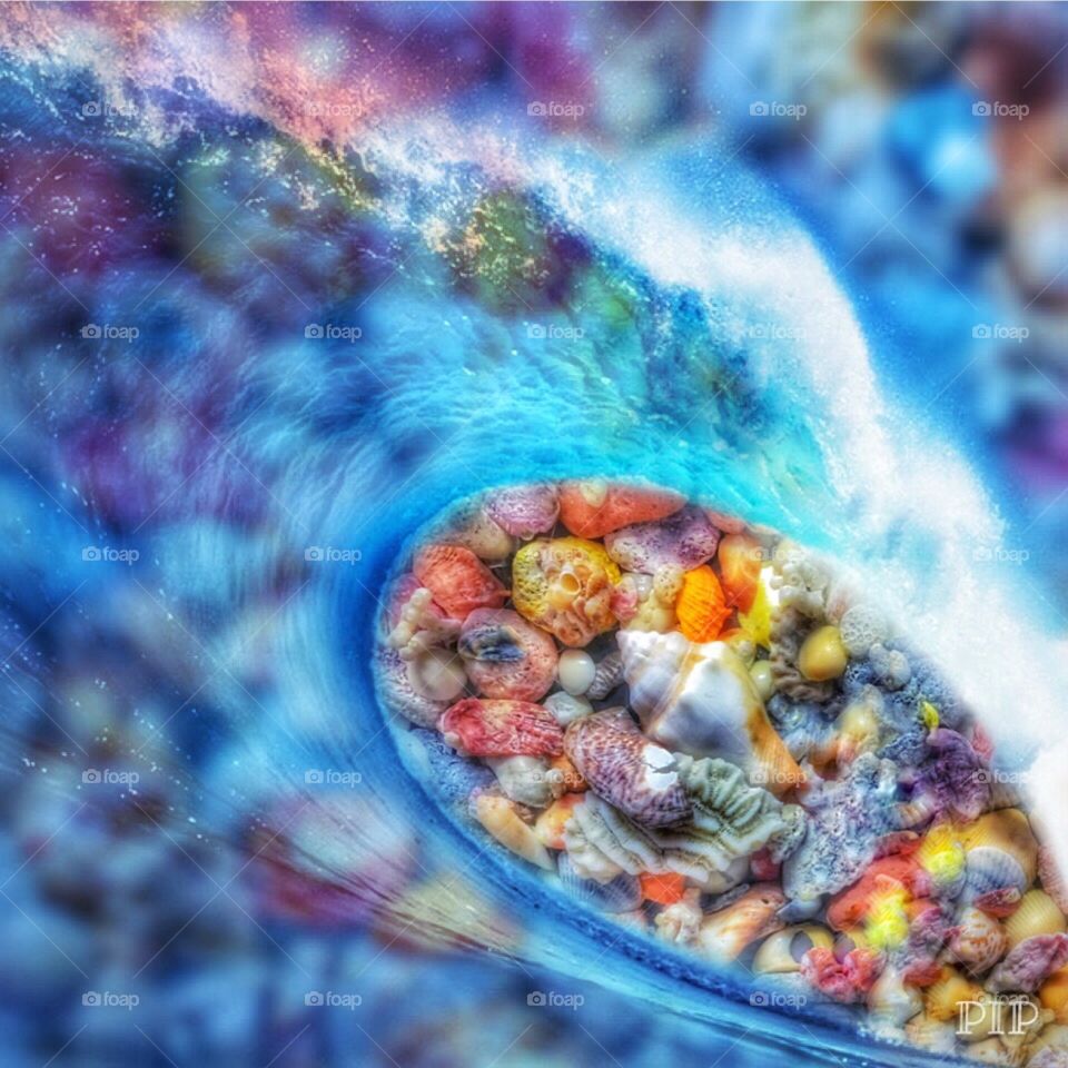 Creative seashells and a wave 
