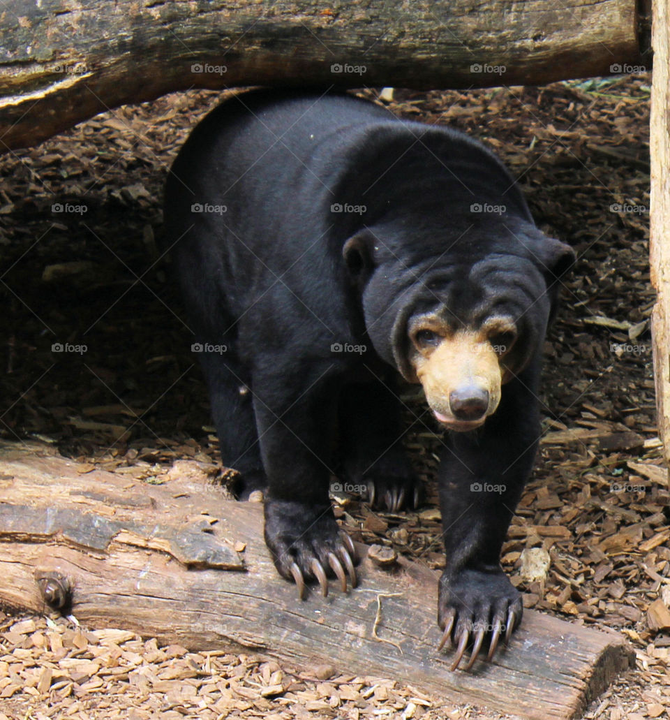 Grumpy Black Bear. Day out at the Zoo